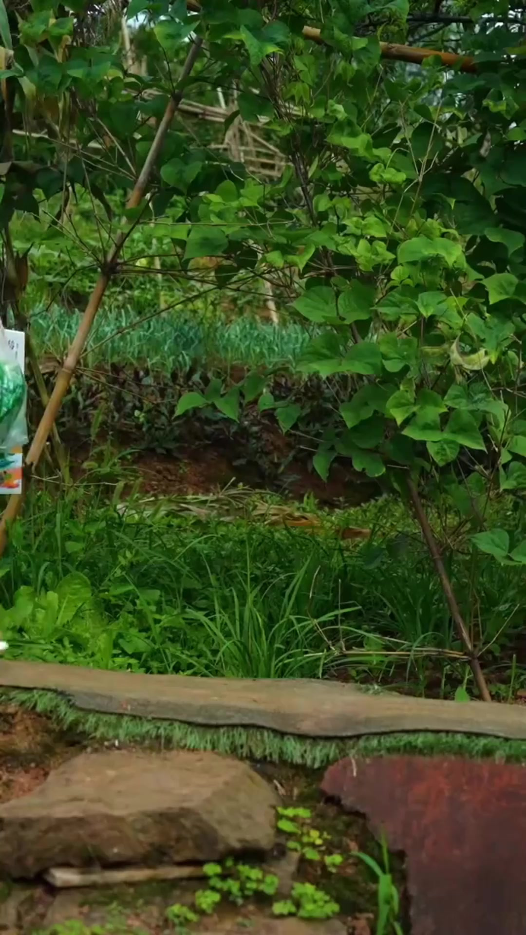 鹌鹑的川味做法,加泡椒实在是太香了