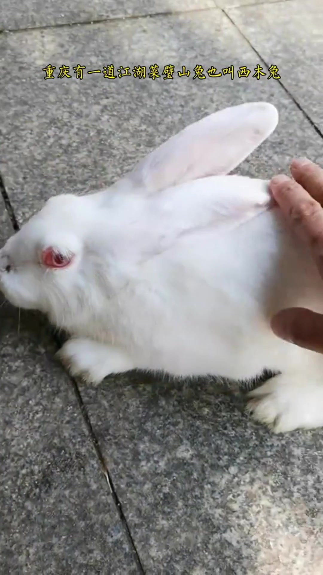重庆江湖菜之璧山兔,只听过没吃过的可以尝试了