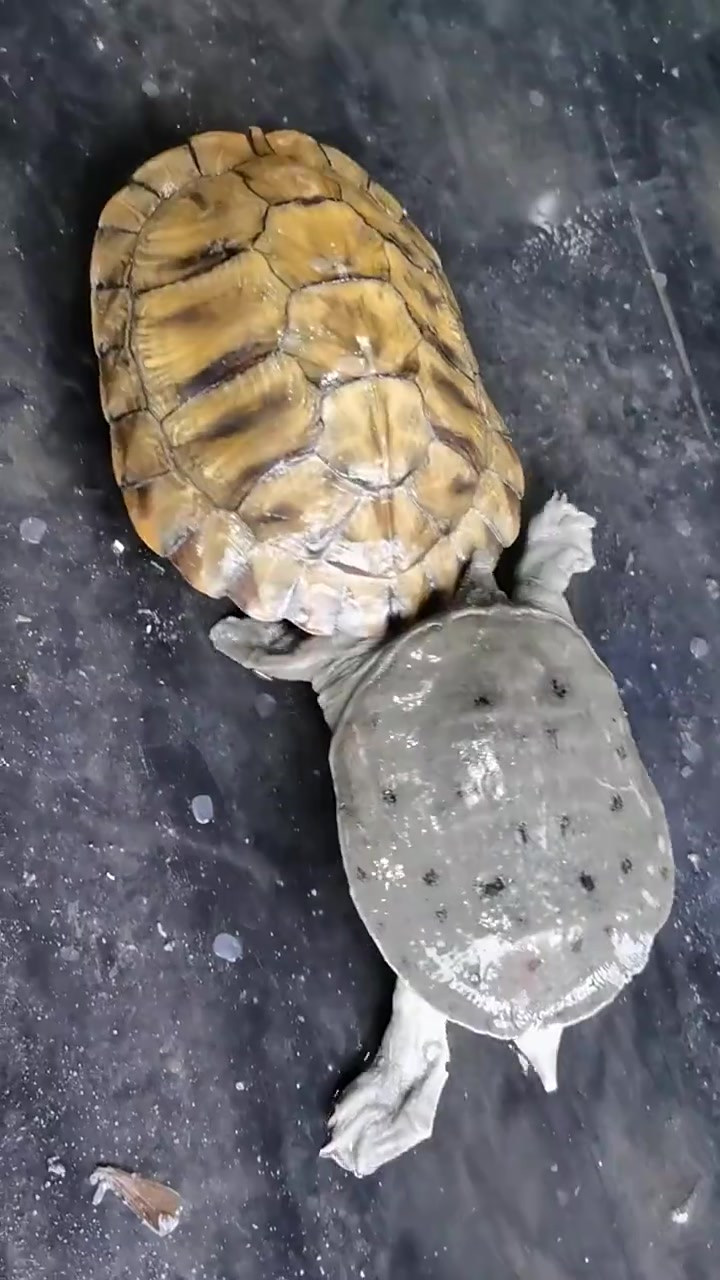 家里有男性的，炖一锅山珍乌龟汤给他补补，好处不请自来