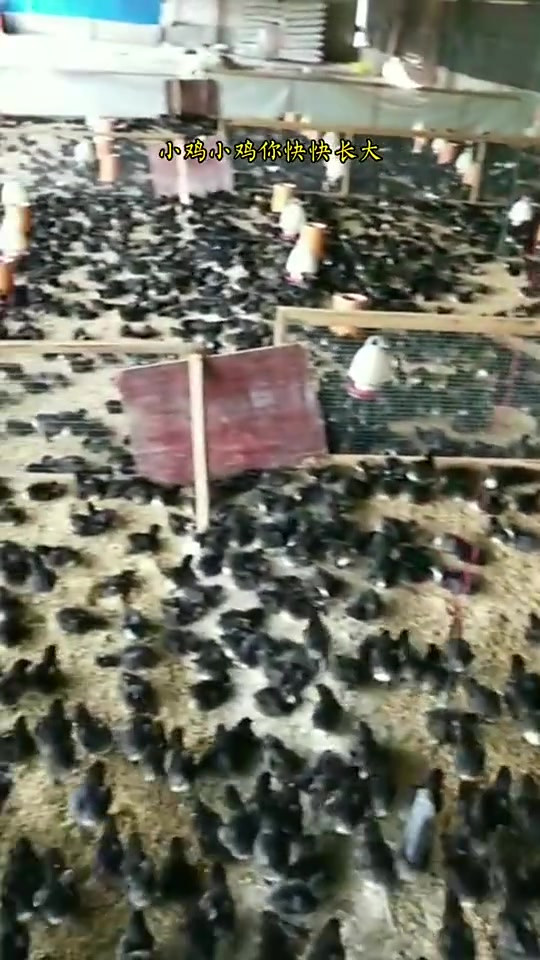 想吃土特产黑鸡的，试试汤锅的吃法吧，保证了原滋原味