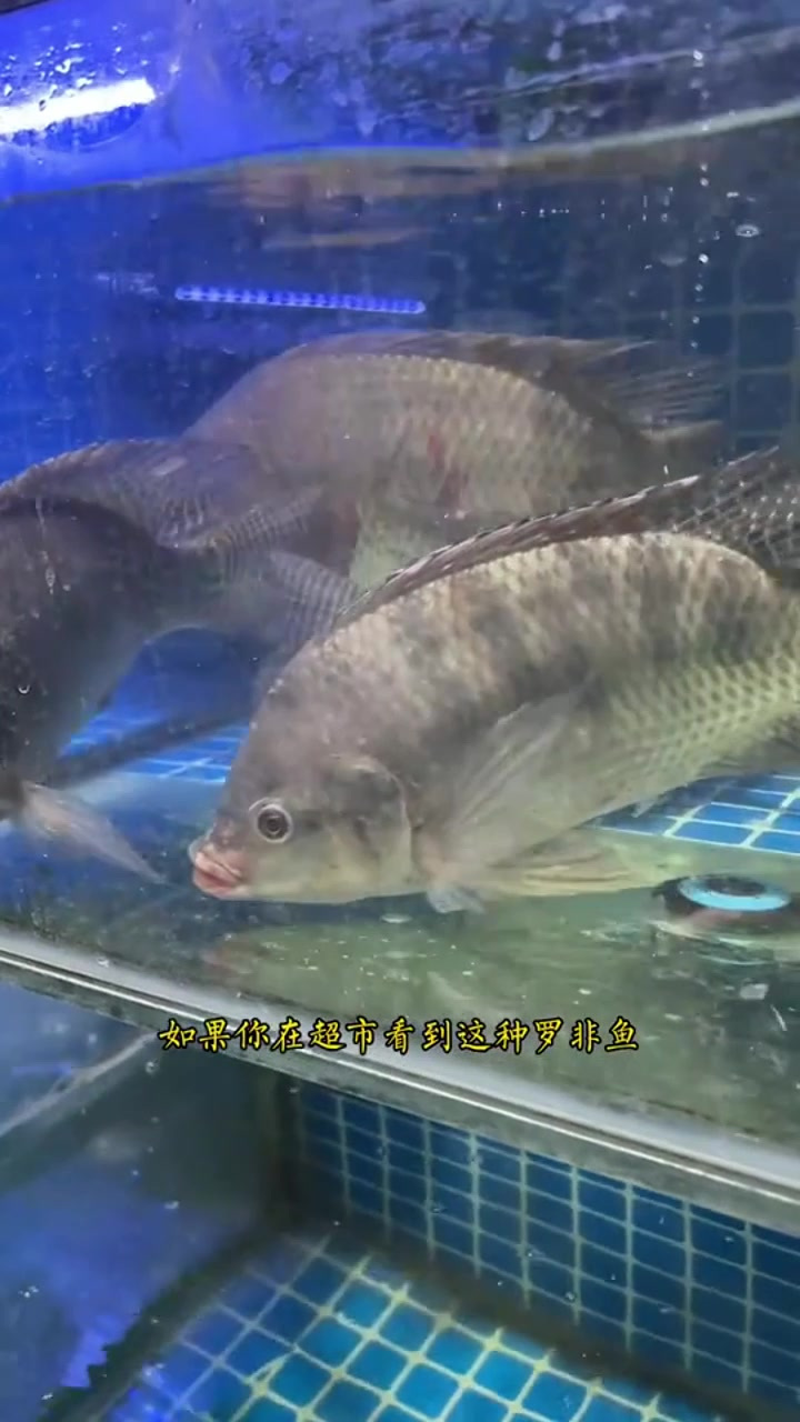 提前为家人做特色罗非鱼，又麻又香