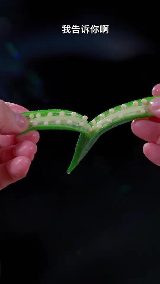 白灼秋葵的做法,比大鱼大肉还好吃