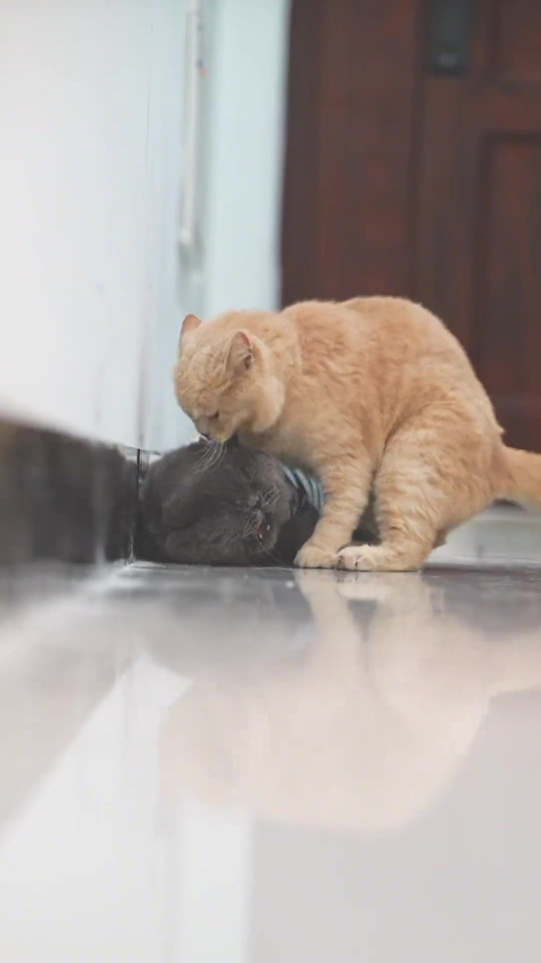 好甜,像你一样,美丽的美人鱼猫咪
