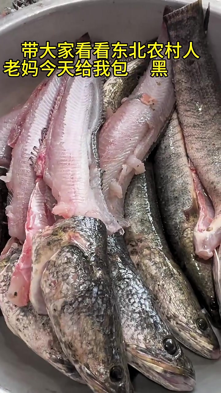 今天包的黑鱼馅水饺，你们吃过吗