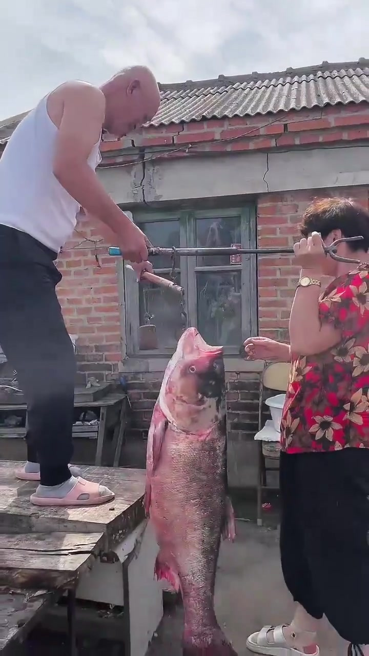 鱼之大一锅炖不下,今日硬菜铁锅炖大鱼