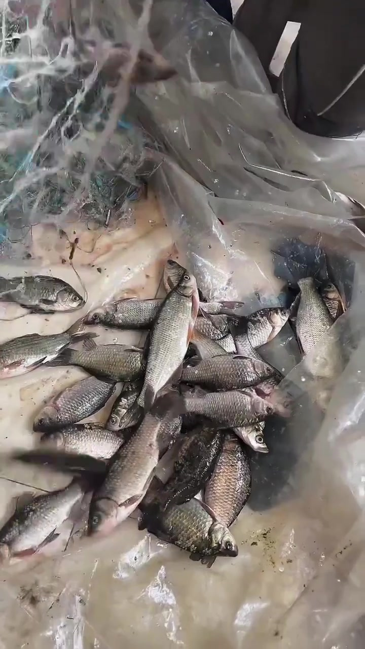 自己屯子江边的鱼，真新鲜……好吃