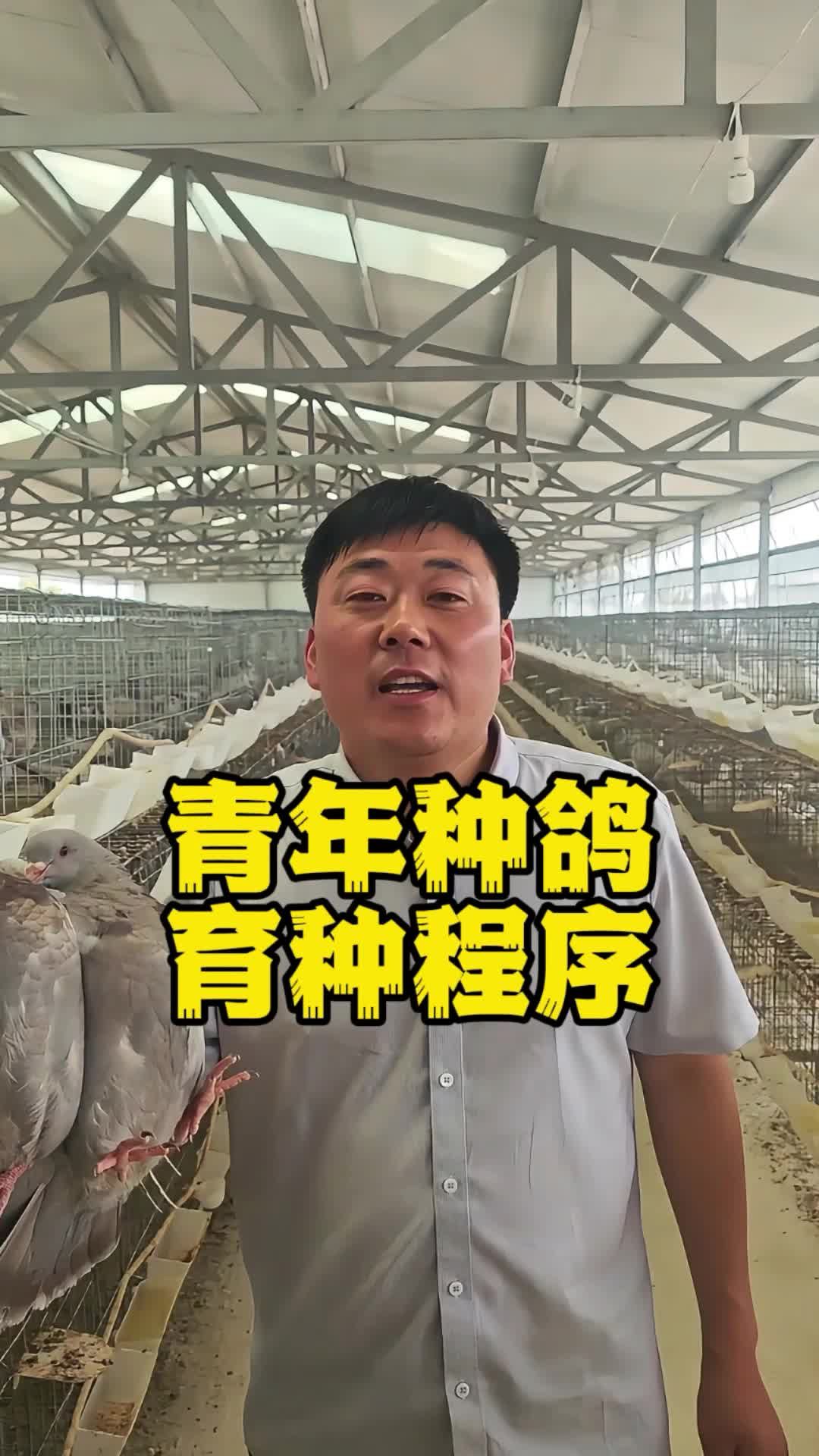 青年种鸽，育种程序！养鸽子 种鸽 肉鸽养殖 鸽子养殖技术
