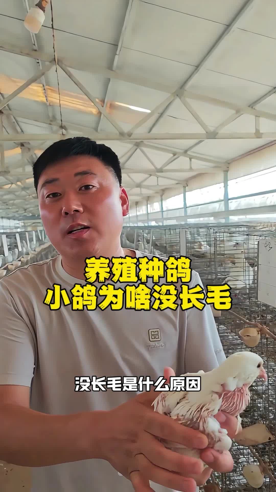养殖种鸽，小鸽为啥没长毛！养鸽子 种鸽 肉鸽养殖 鸽子养殖技术