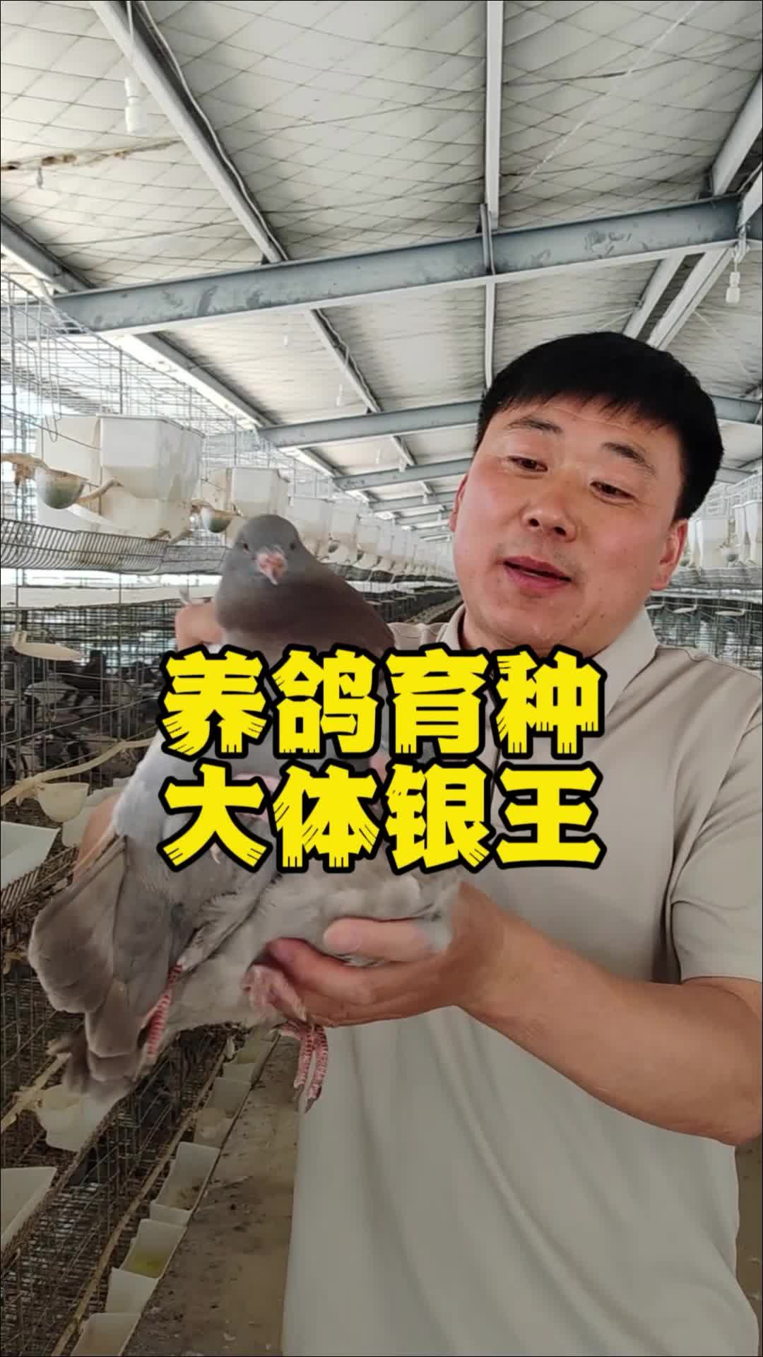 养鸽育种，大体银王！养鸽子 种鸽 肉鸽养殖 鸽子养殖技术