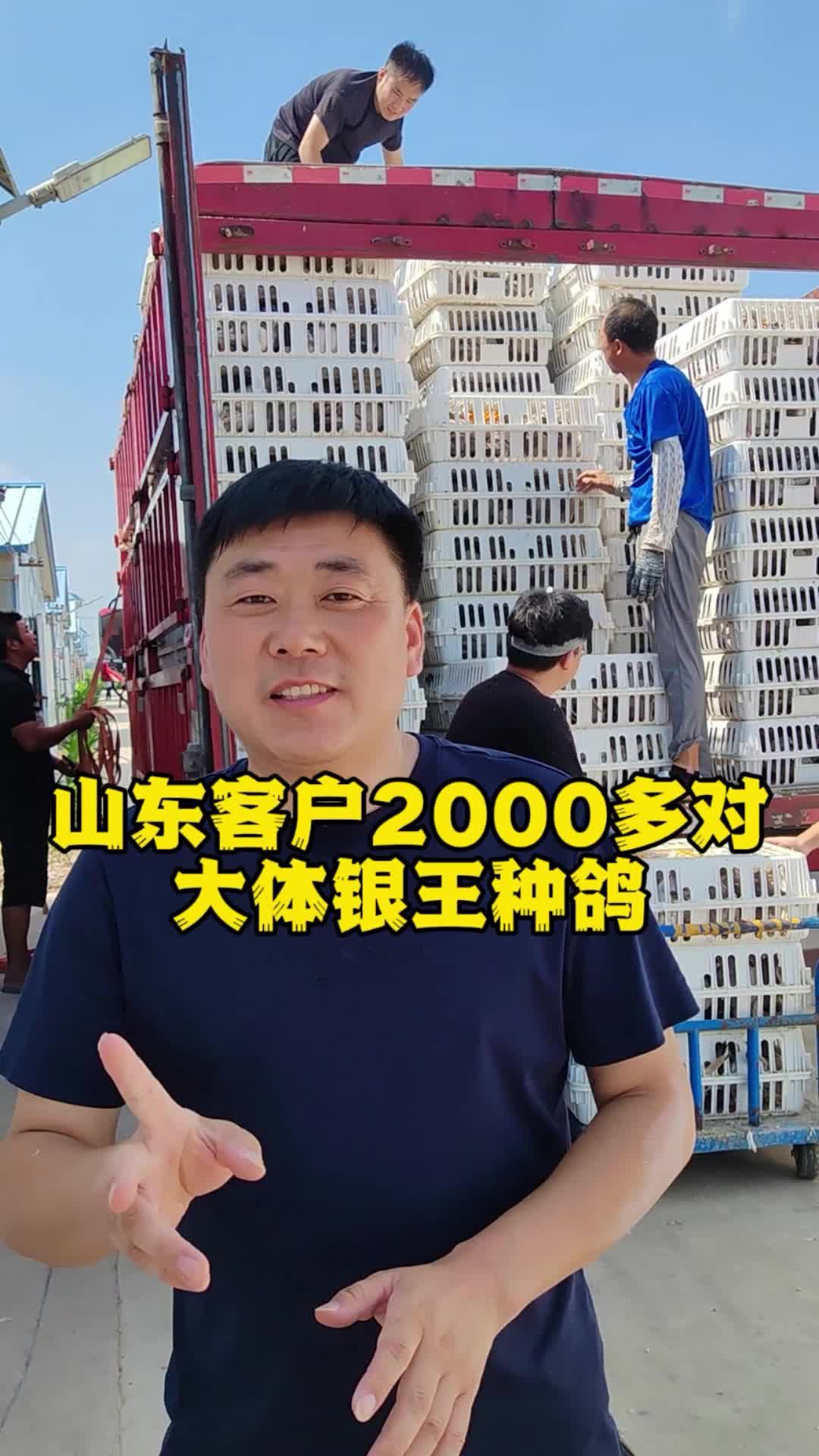 山东客户2000多对大体银王种鸽！养鸽子 种鸽 肉鸽养殖 鸽子养殖技术