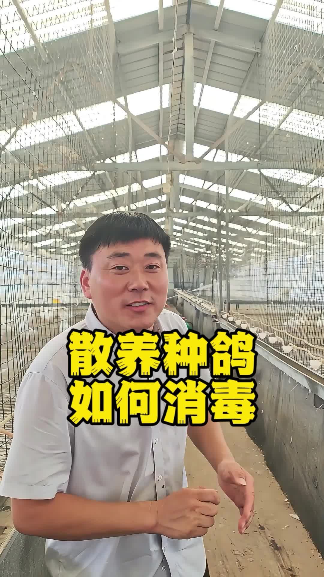 散养种鸽，如何消毒！养鸽子 种鸽 肉鸽养殖 鸽子养殖技术