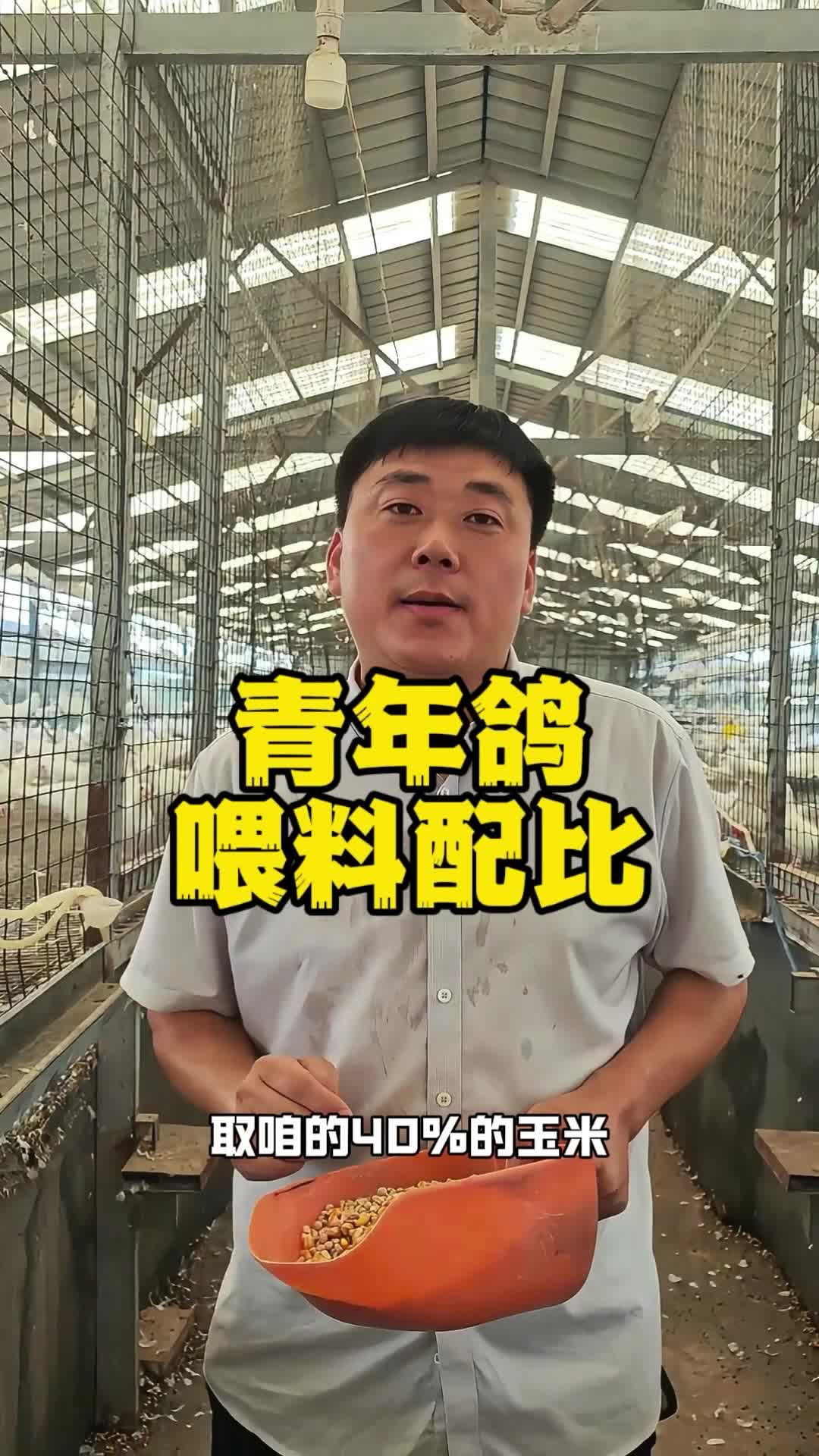 青年鸽,喂料配比!养鸽子 种鸽 肉鸽养殖 鸽子养殖技术