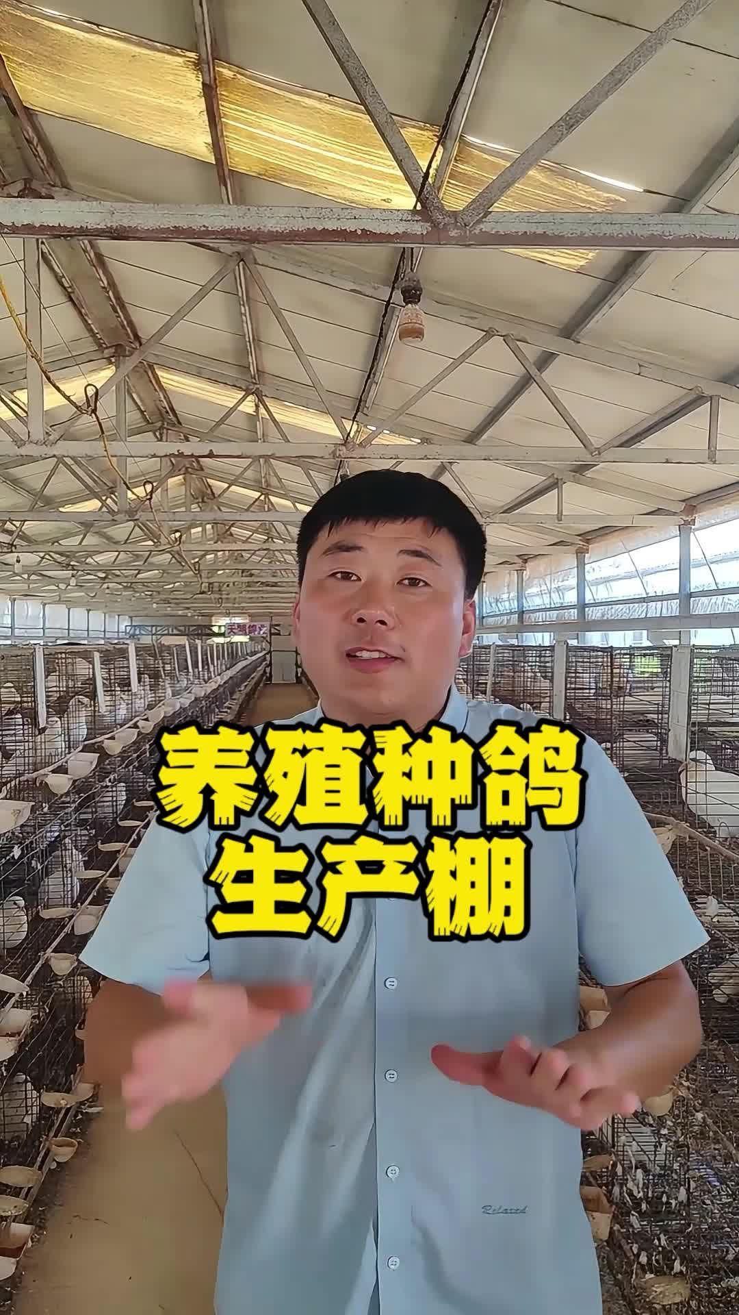 养殖种鸽生产棚！养鸽子 种鸽 肉鸽养殖 鸽子养殖技术
