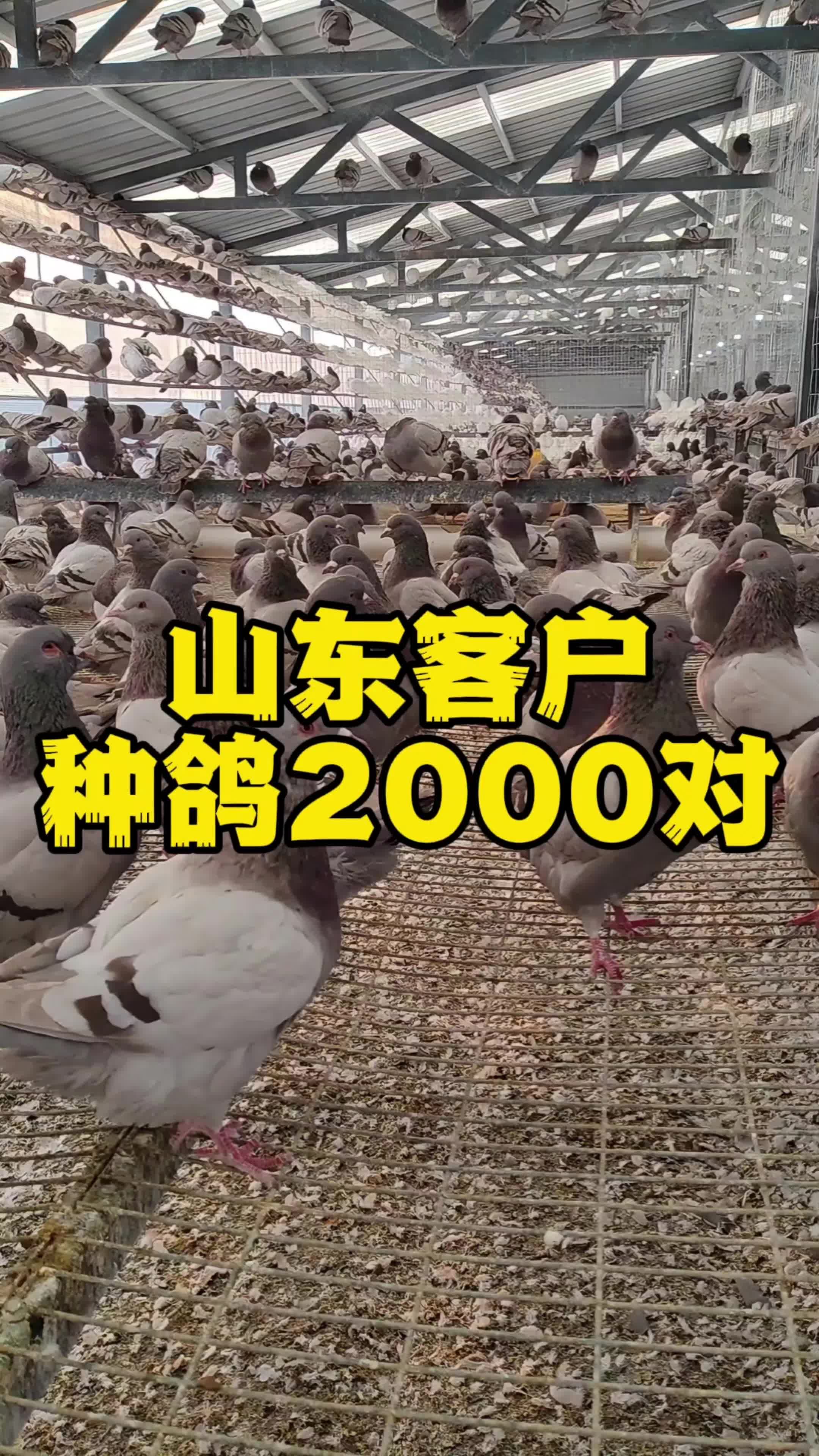 山东客户种鸽2000对！养鸽子 种鸽 肉鸽养殖 鸽子养殖技术