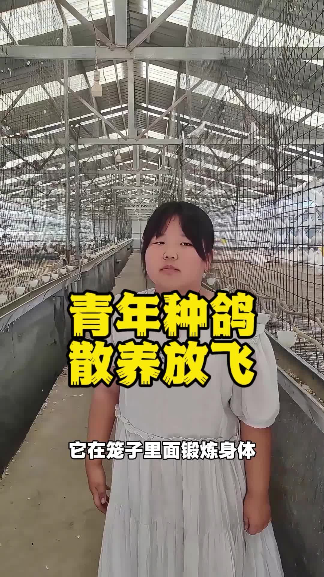 青年种鸽,散养放飞!养鸽子 种鸽 肉鸽养殖 鸽子养殖技术