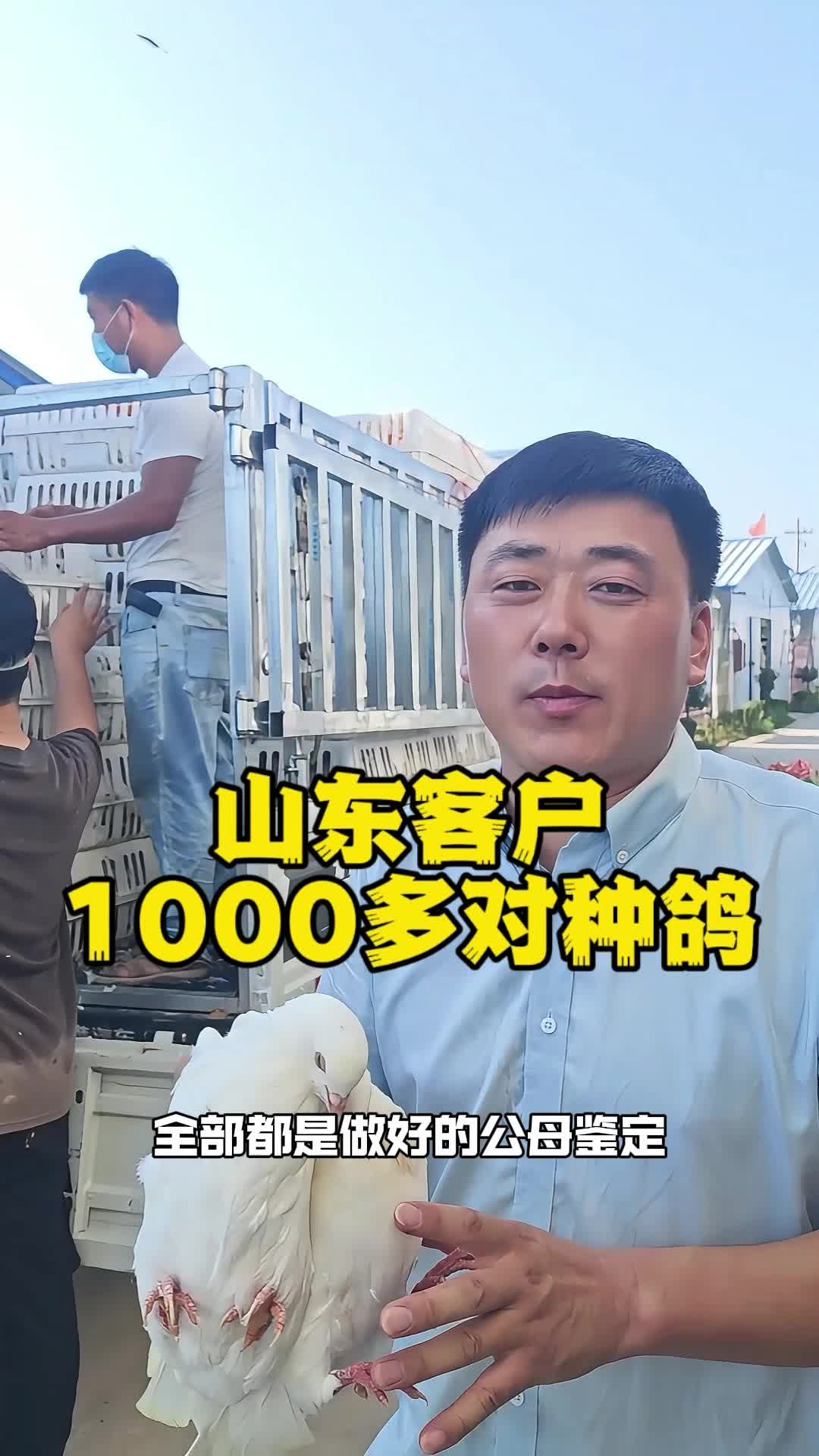 山东客户1000多对种鸽!养鸽子 种鸽 肉鸽养殖 鸽子养殖技术