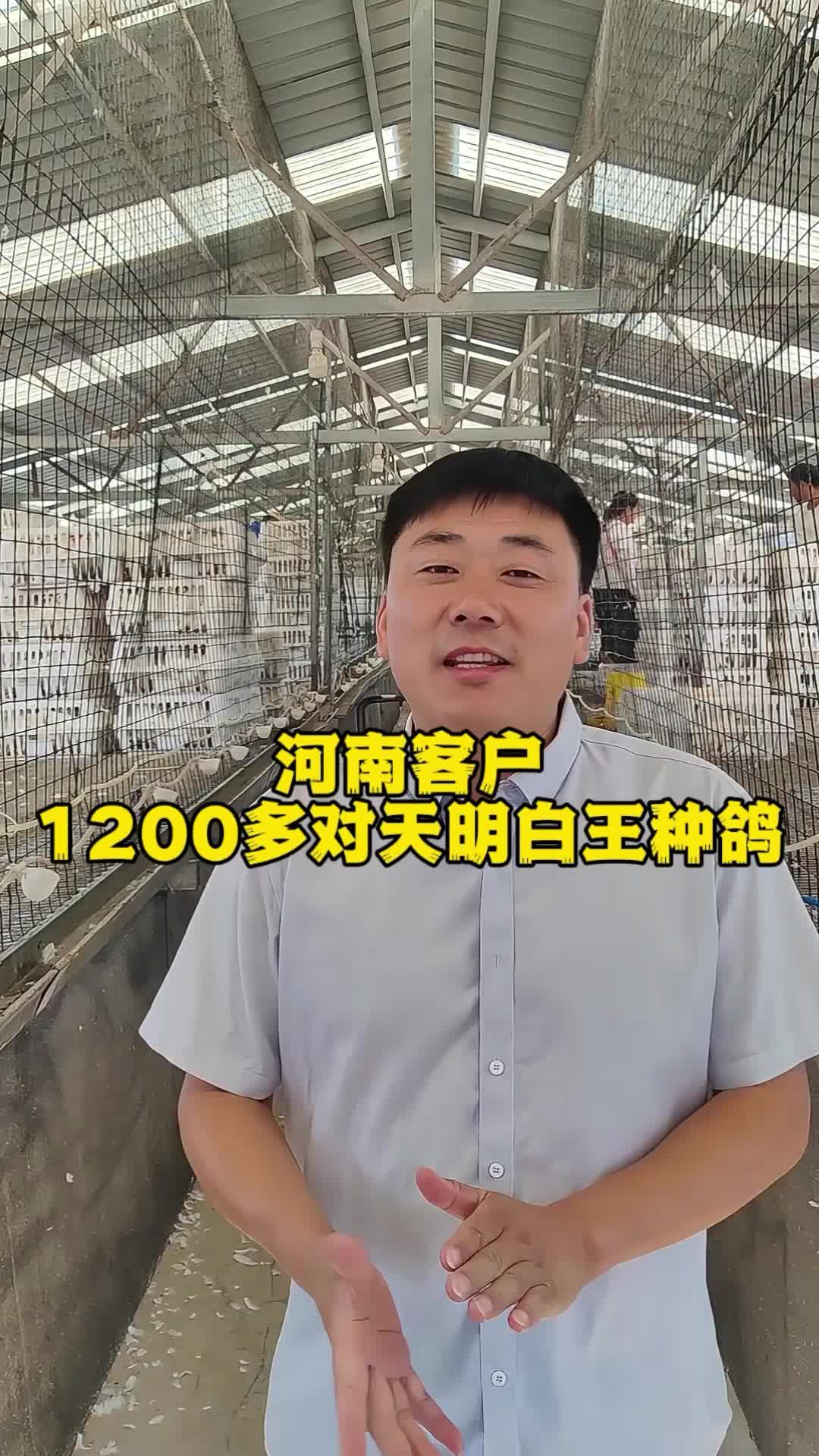 河南客户1200多对天明白王种鸽！养鸽子 种鸽 肉鸽养殖 鸽子养殖技术