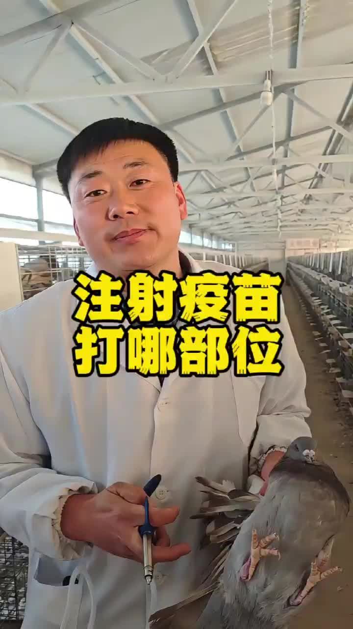 注射疫苗，打哪部位！#养鸽子#种鸽#额鸽养殖#鸽子养殖技术