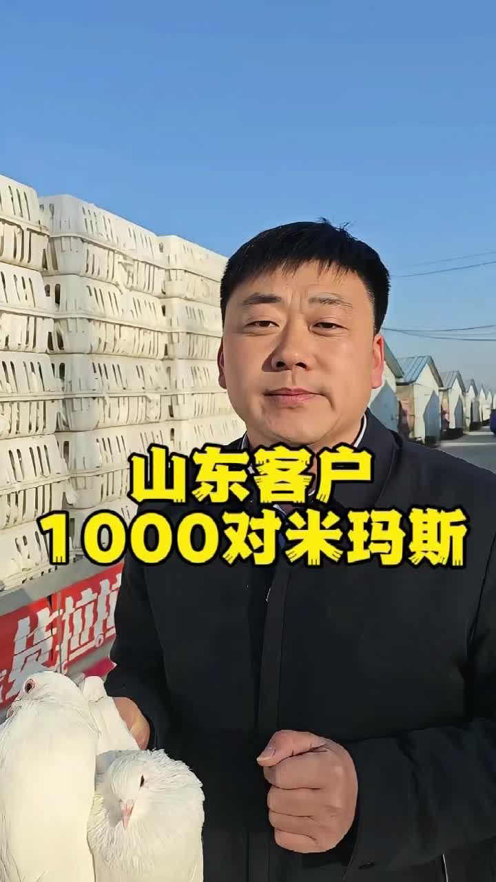 山东客户1000对米玛斯种鸽!#养鸽子#种鸽#肉鸽养殖#鸽子养殖技术