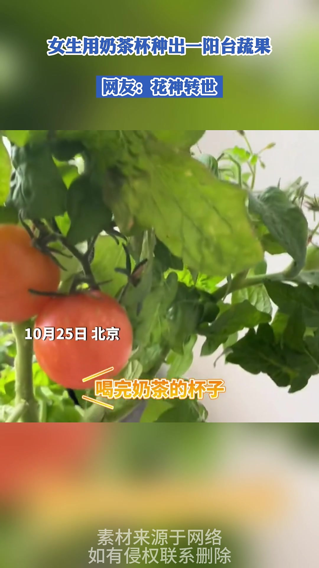 女生用奶茶杯种出一阳台蔬果,网友:花神转世