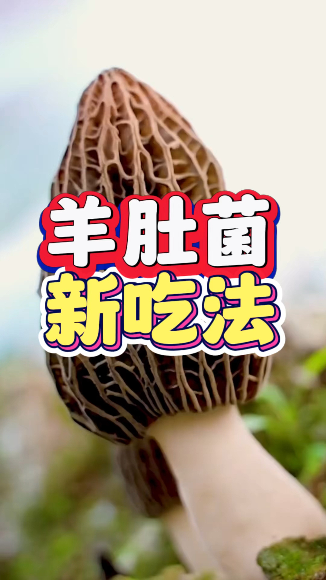 羊肚菌新吃法!