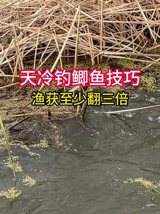 天冷钓鲫鱼技巧，渔获至少翻三倍