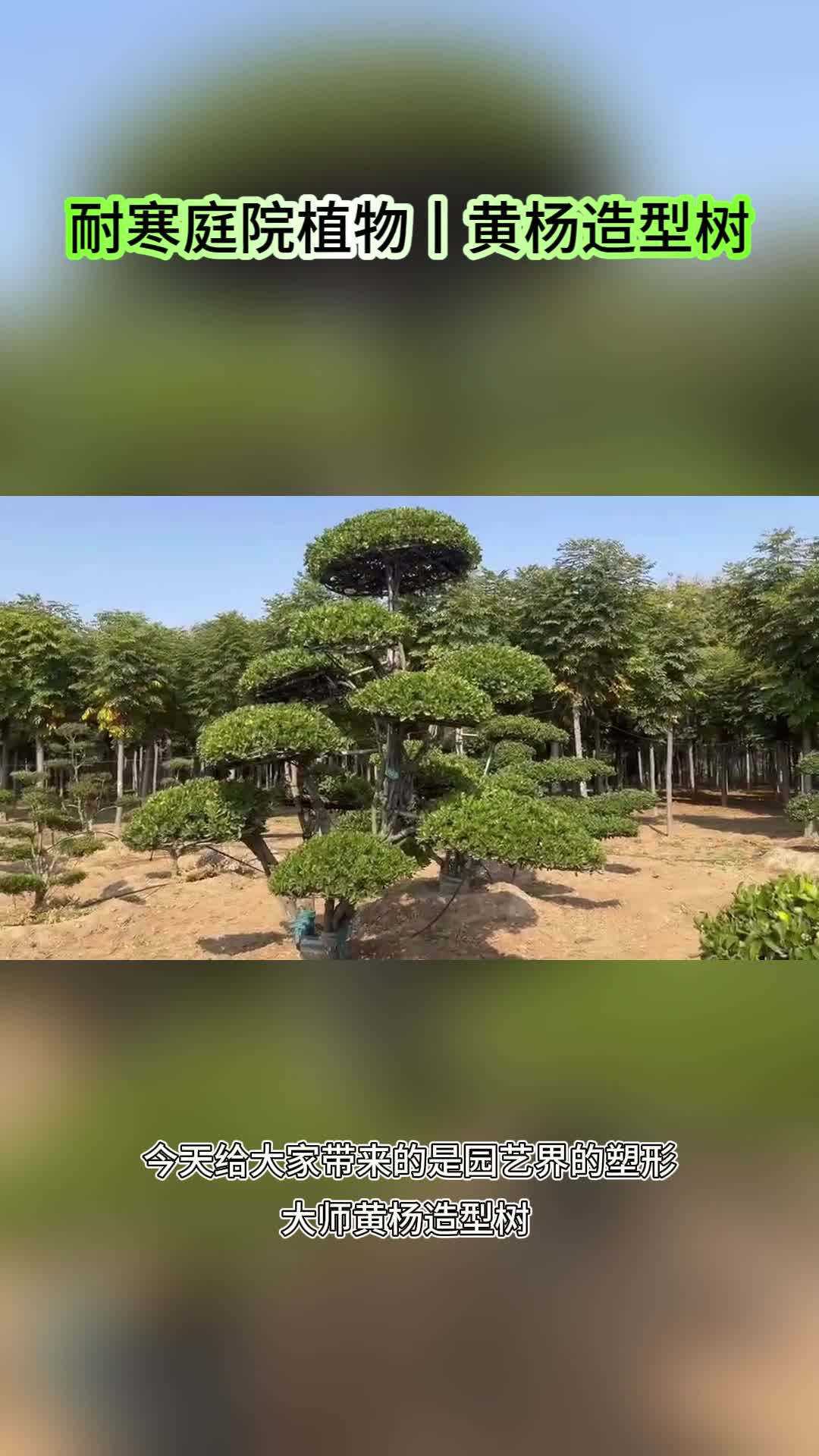 匠心独运,小叶黄杨造型树的园艺魅力 小叶黄杨造型树 苗木 绿化苗木 庭院造型树