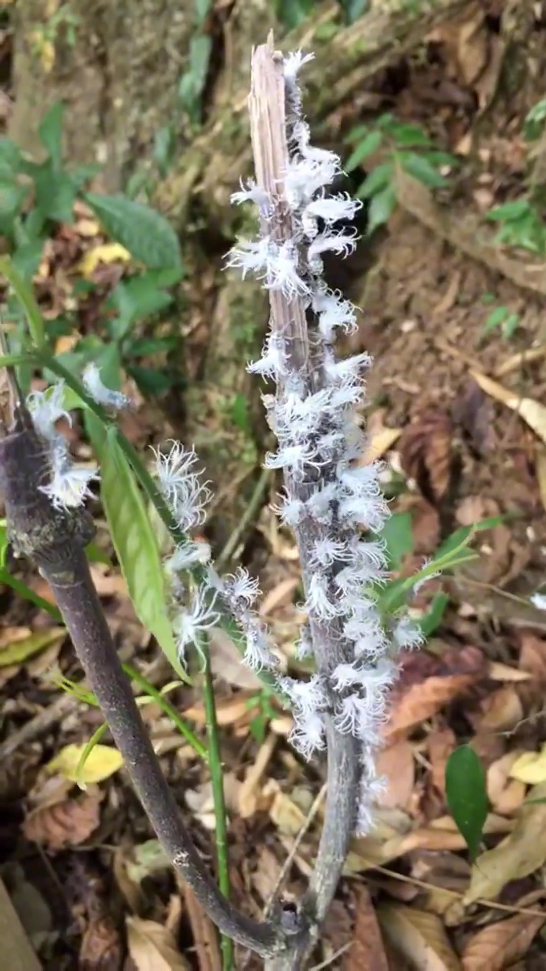 分享15种常见的昆虫