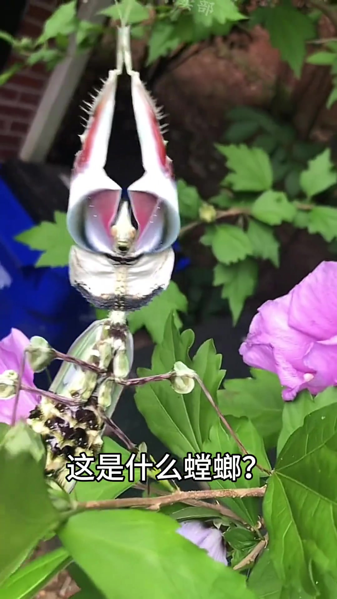 跟着悟空认识13种螳螂