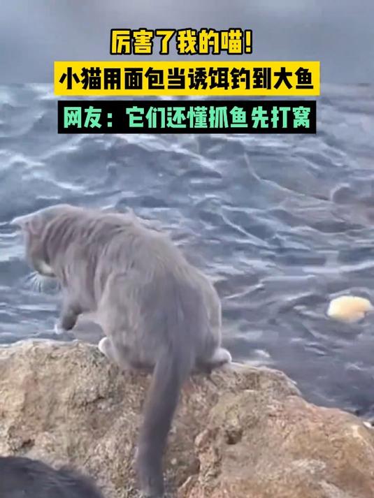 厉害了我的喵!小猫用面包当诱饵钓到大鱼,网友:它们还懂抓鱼先打窝。来源:Animal Ba