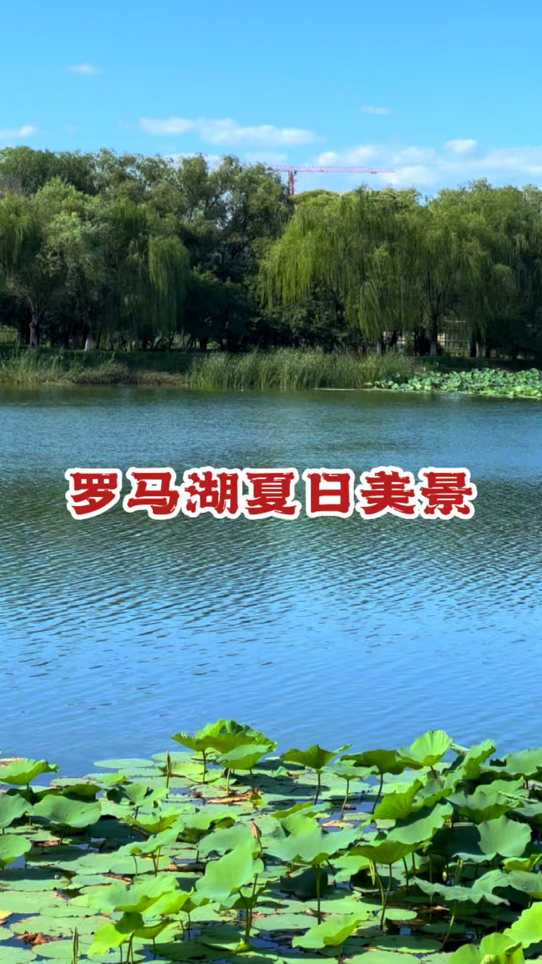 北京郊区湖水湛蓝,荷花绽放,水中小鱼畅游