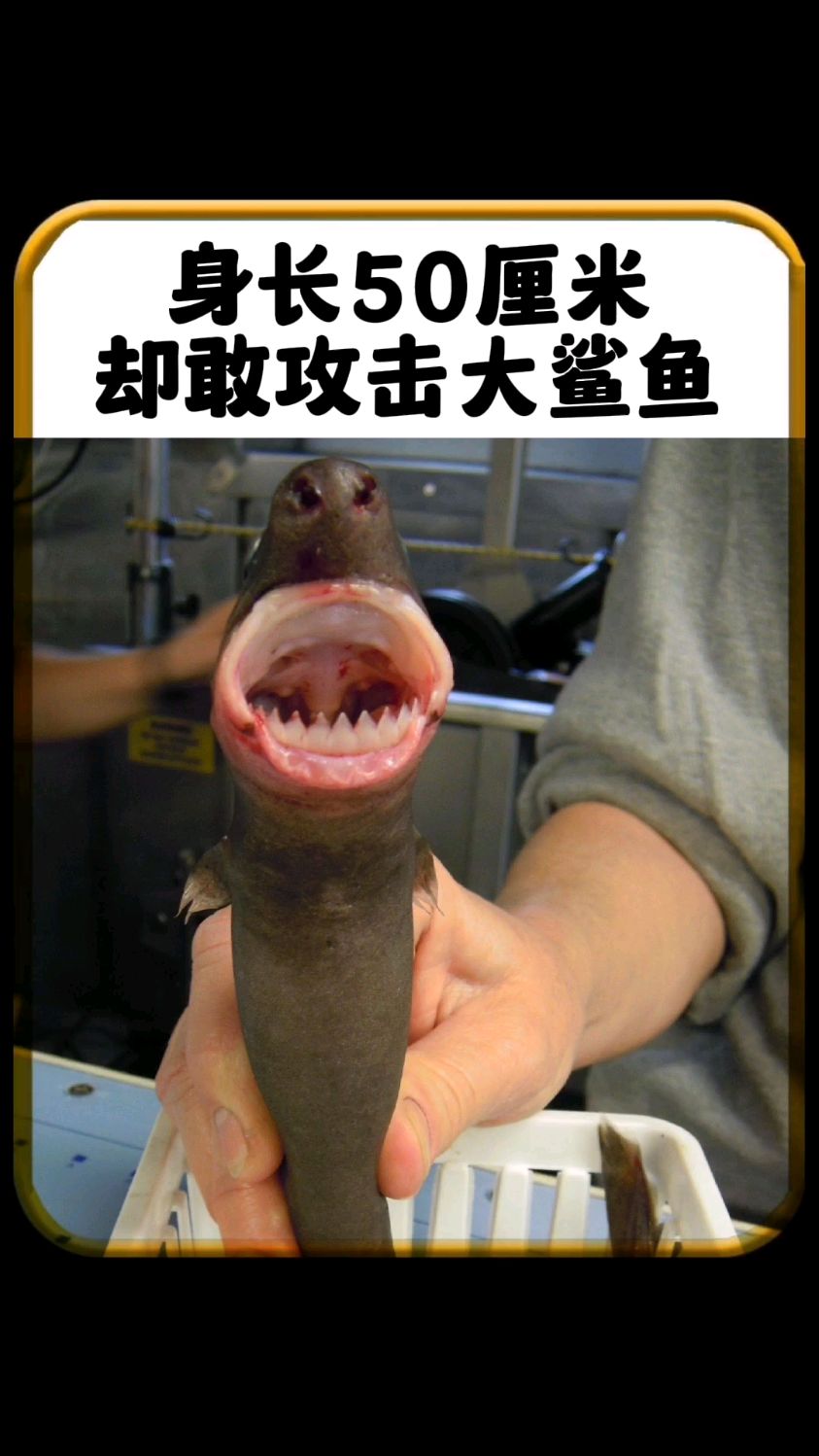 身长50厘米却敢攻击大鲨鱼