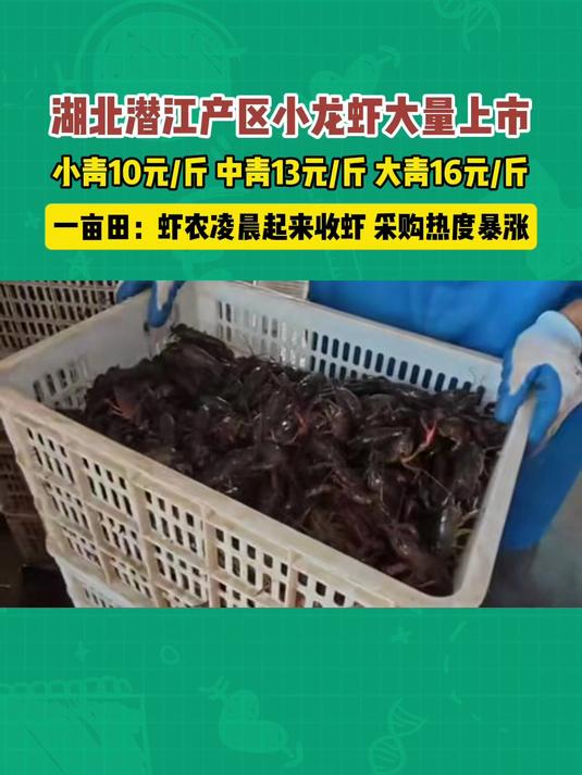 湖北潜江小龙虾大量上市,虾农凌晨起来收虾,采购热度暴涨