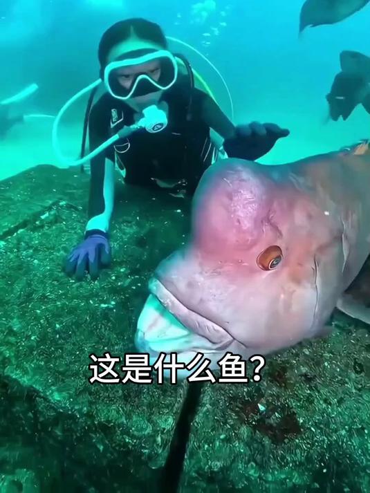 科普20种鱼,你们认识几种 海洋生物