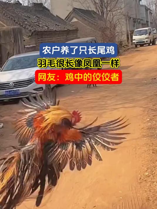农户养了只长尾鸡,羽毛很长像凤凰一样,网友:鸡中的佼佼者