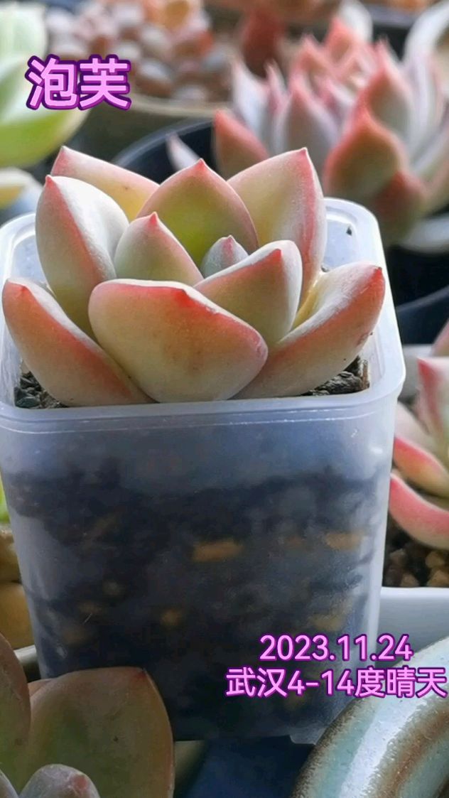 阳台上养多肉,小盆还是非常适合的,不占地方不费土,而且容易出状态