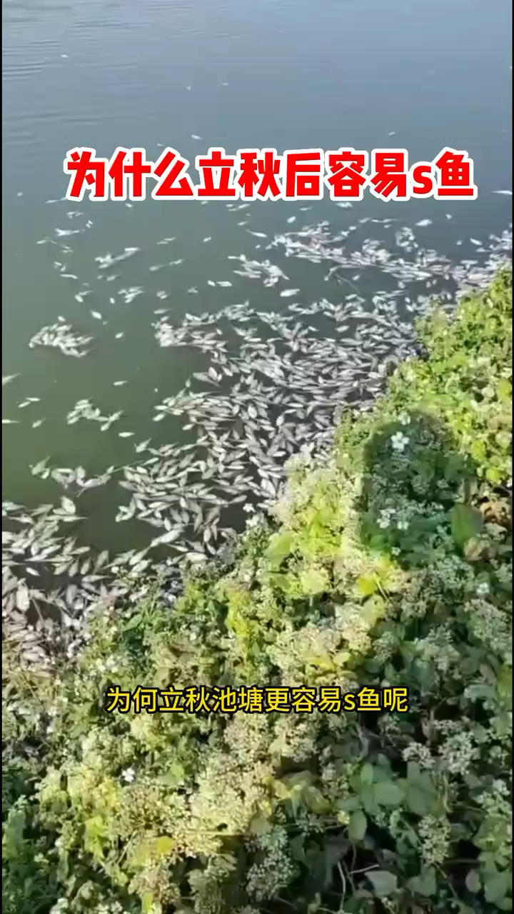 立秋后为何鱼塘容易死鱼呢