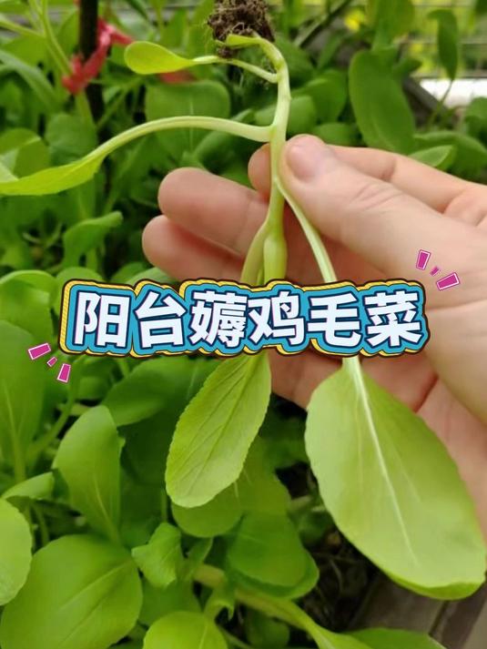 阳台薅鸡毛菜做上汤~