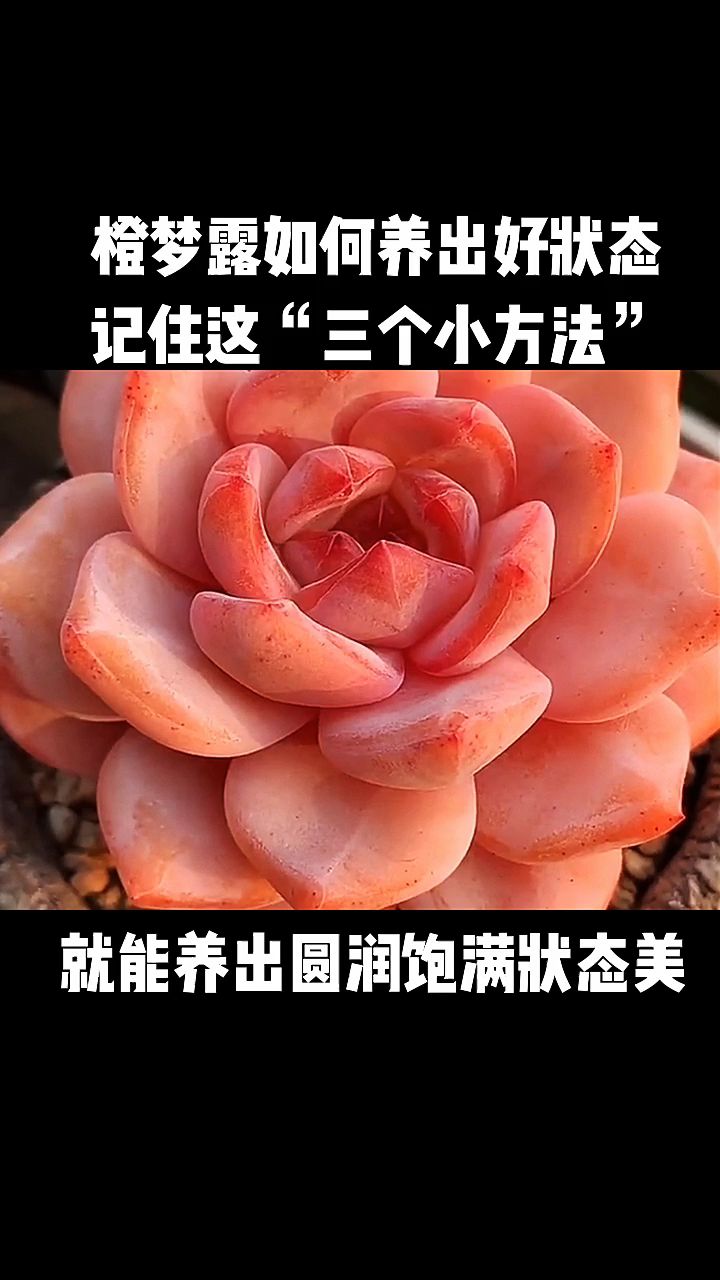 橙梦露这样养护,状态美如仙,株型圆润饱满