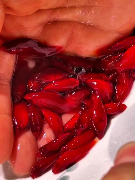 新手养鱼惊喜!红皮球鱼猛生崽,鱼缸快被挤爆