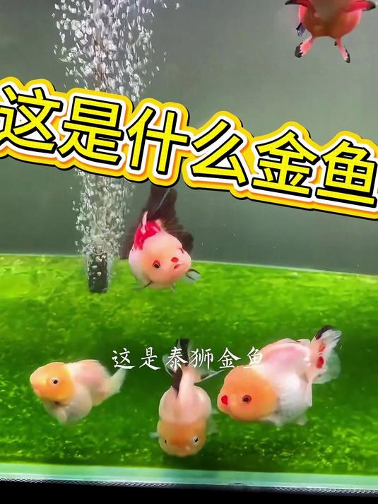 泰狮金鱼