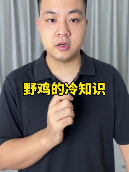 雉鸡的冷知识