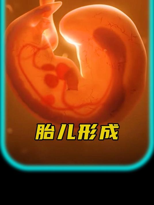 带你了解胎儿形成的全过程
