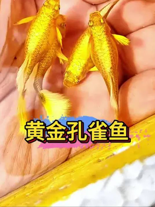 满鳞黄金孔雀鱼美炸啦!浑身金光似镀金,超靓