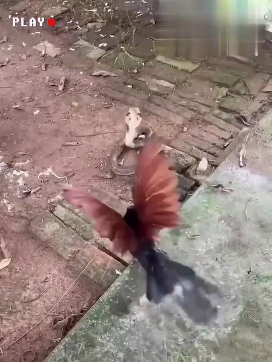 红毛鸡抓捕眼镜蛇