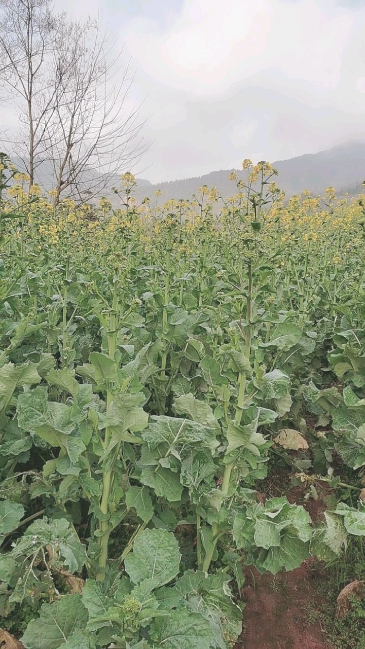 阳光明媚,那是什么,春天的诗情画意,油菜花像整齐的士兵眺望远方