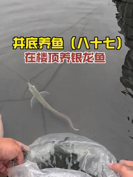 清理井底的垃圾,在天台上养银龙鱼!