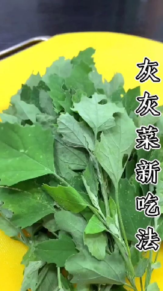 灰灰菜新吃法