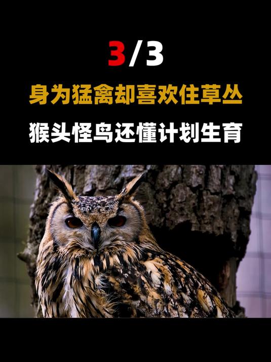 村民捡俩怪鸟,每天大鱼大肉却让它们身体虚弱,专家看后拒绝救助