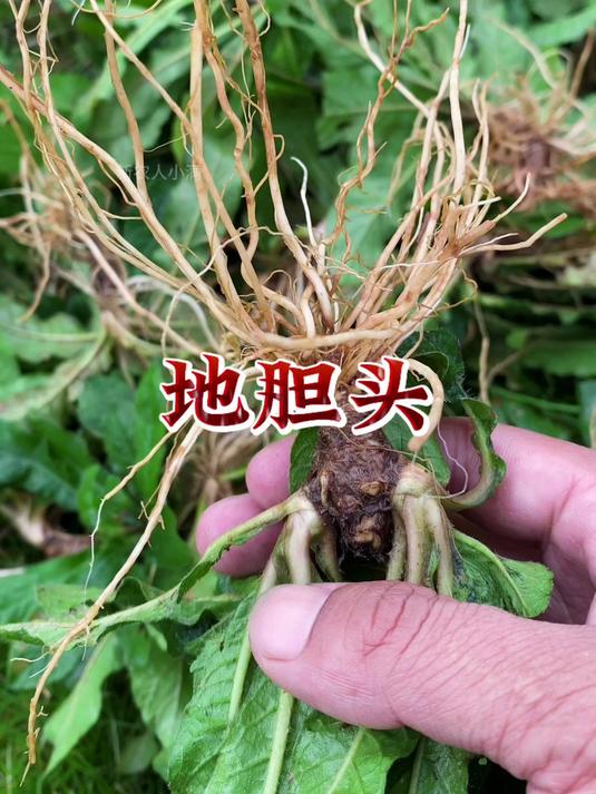 地胆头有什么用处呢?